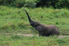 New Survey Confirms that Gabon is the Largest Stronghold for Critically Endangered African Forest Elephants
